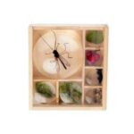 wooden Nature Magnifying Bug Box