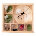 wooden Nature Bug Box