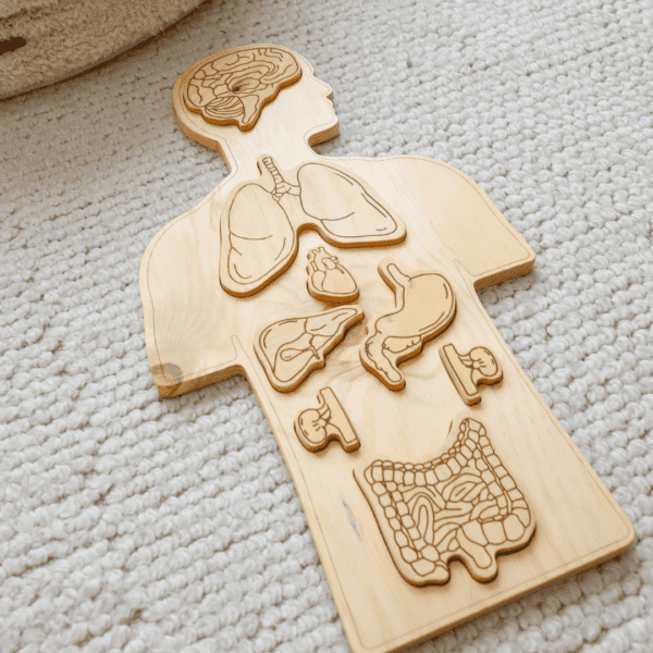 Wooden Anatomy Puzzle by QToys