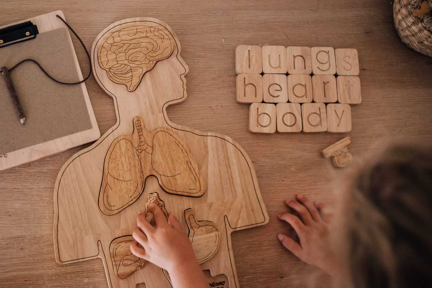 Wooden Anatomy Human Body Puzzle By QToys Growing Kind