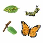 life cycle of monarch butterfly