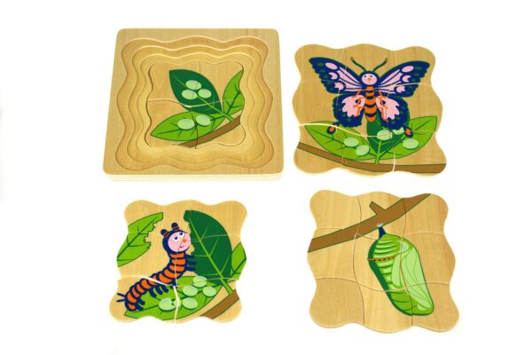 frog's life cycle puzzle