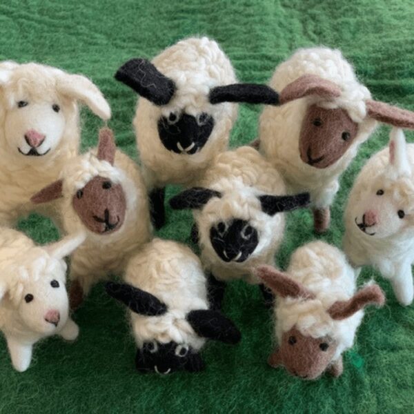 Flocked Sheep