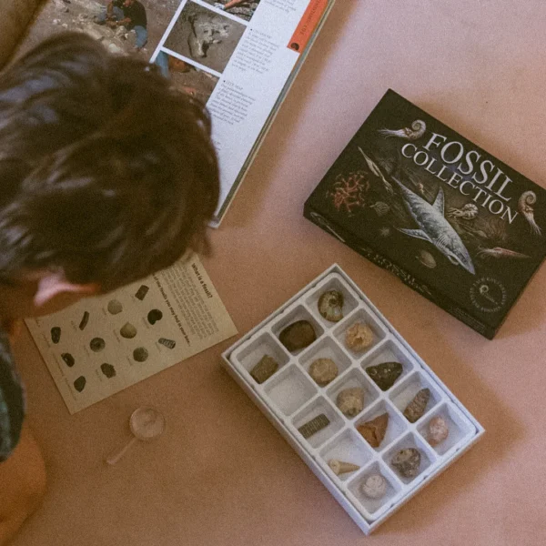 Educational Fossil Collection Box