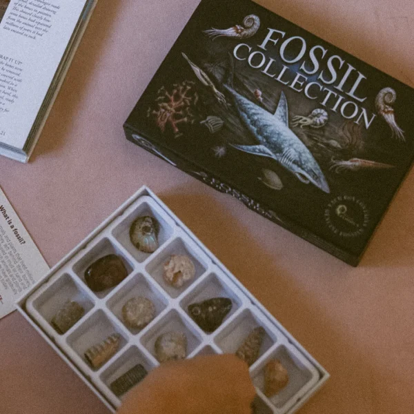 Atlantic Fossil Collection Box