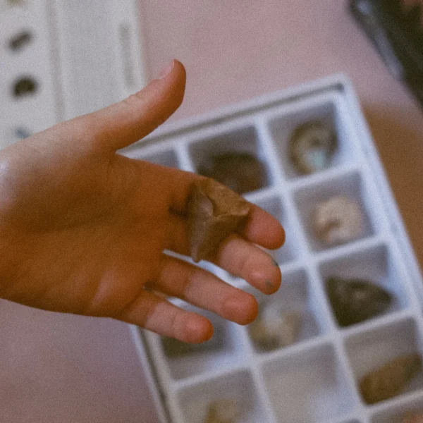 Scientific Fossil Box for kids