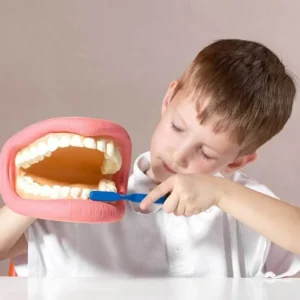 Giant Teeth Demonstration Model