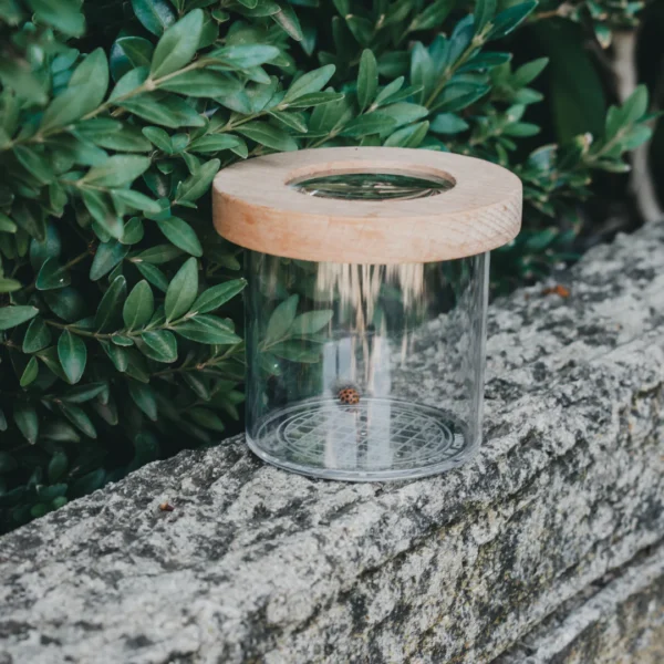 Seek & Find Insect Jar