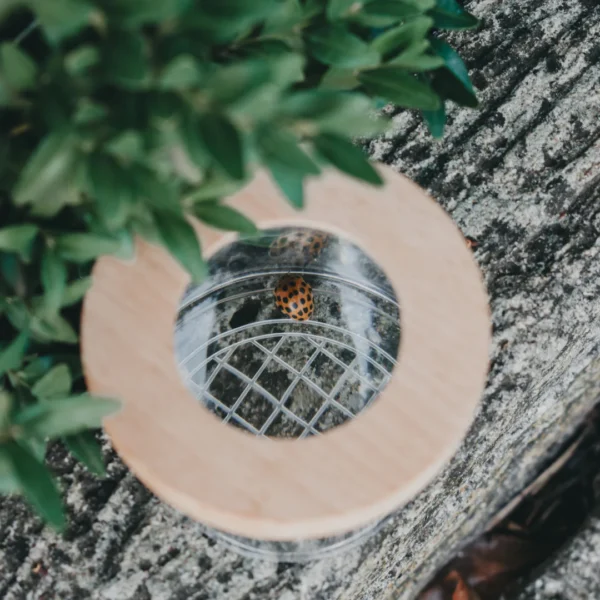 Magnifying Insect Jar