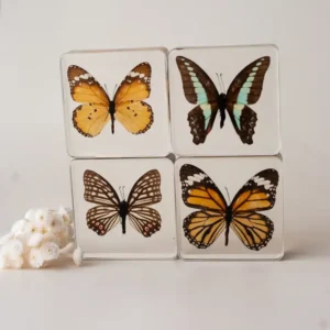 Butterfly Specimen (Individual) by Our Earth Life