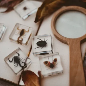 Creepy Crawlers Specimen Set by Our Earth Life