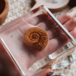 Fossil Specimen Set by Our Earth Life