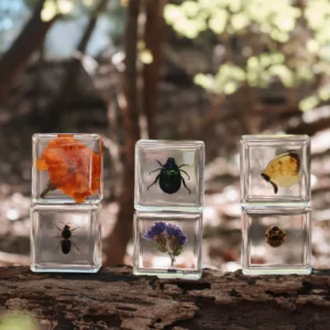 Pollinator Pals Specimen Set by Our Earth Life
