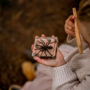 Spider Specimen Set by Our Earth Life