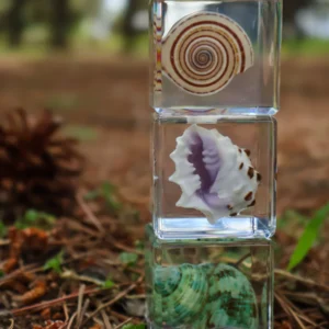 Trio of Shell Specimens by Our Earth Life