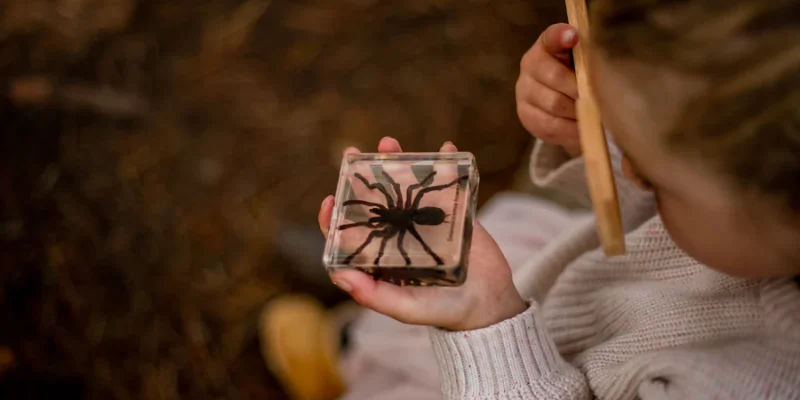 spider-specimen-set-8759778